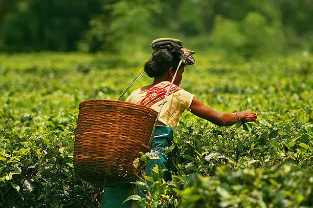 තේ ඵලදාව අඩු වෙන ලකුණු තේ ඵලදාව අඩු වෙන ලකුණු