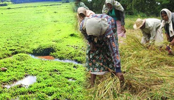 පුරන් කුඹුරු අස්වැද්දීමේ ජාතික වැඩසටහන අදින් ඇරඹෙයි.. පුරන් කුඹුරු අස්වැද්දීමේ ජාතික වැඩසටහන අදින් ඇරඹෙයි..