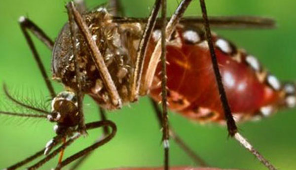 ඩෙංගු මදුරුවා මර්දනය කළ හැකි නව උපකරණයක්…