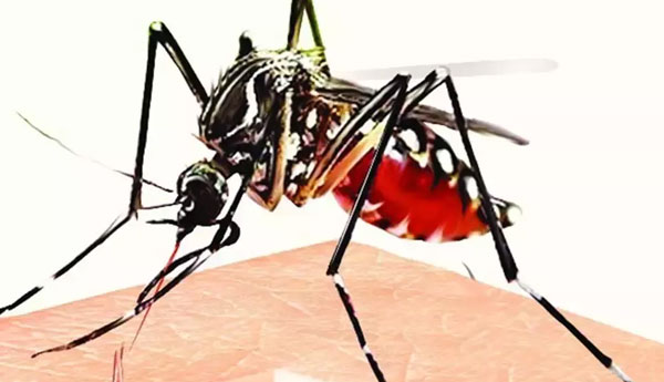 ඩෙංගු රෝගීන්ගේ වැඩිවීමක් ඩෙංගු රෝගීන්ගේ වැඩිවීමක්