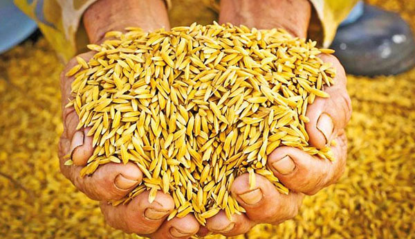 වී කිලෝවක මිල දෙගුණයක් වන ලකුණු… වී කිලෝවක මිල දෙගුණයක් වන ලකුණු…