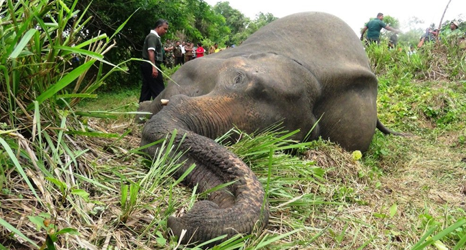 හබරණ ඇතින්නියන්ගේ මරණය පිළිබඳ අලූත් සැකයක් හබරණ ඇතින්නියන්ගේ මරණය පිළිබඳ අලූත් සැකයක්