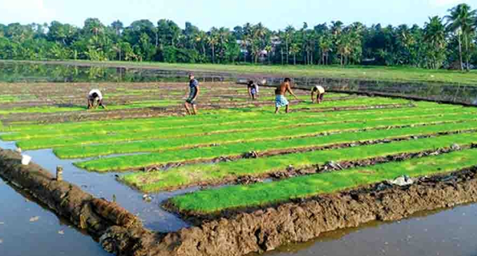 කුඹුරු අක්කර 8000 කට සහන සැලසීමට පියවර කුඹුරු අක්කර 8000 කට සහන සැලසීමට පියවර