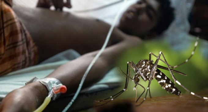 ඩෙංගු රෝගීන් සීග්රයෙන් ඉහළට ඩෙංගු රෝගීන් සීග්රයෙන් ඉහළට