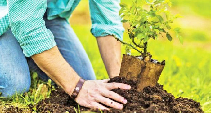 නැකතට අද ගෙවත්තේ පැළයක් සිටවමු නැකතට අද ගෙවත්තේ පැළයක් සිටවමු