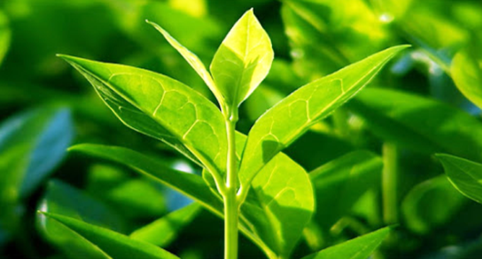 මෙරට තේ අපනයනය ඉහළ යයි මෙරට තේ අපනයනය ඉහළ යයි