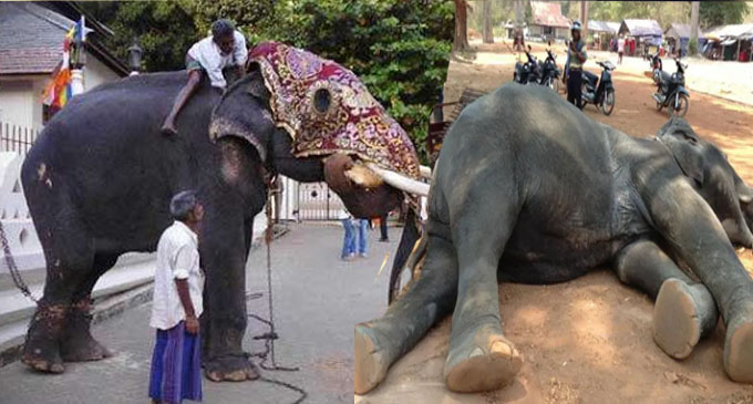 කෑගල්ල මිල්ලන්ගොඩ ජයන්ති ඇතා මිය යයි කෑගල්ල මිල්ලන්ගොඩ ජයන්ති ඇතා මිය යයි