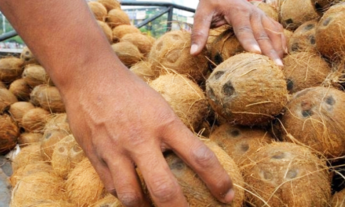 ඉහළ යන පොල් මිල පාලනය කිරීමට නව වැඩපිළිවෙලක් ඉහළ යන පොල් මිල පාලනය කිරීමට නව වැඩපිළිවෙලක්