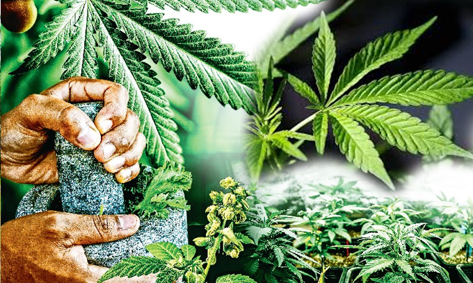 “කංසා” භාවිතා කිරීමට දේශීය වෛද්යවරුන්ට අවසර හිමිවන ලකුණු “කංසා” භාවිතා කිරීමට දේශීය වෛද්යවරුන්ට අවසර හිමිවන ලකුණු