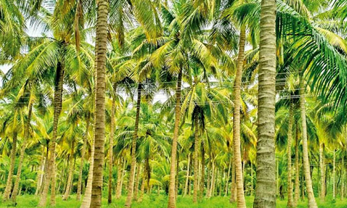 පොල් වගාවේ අභිවෘද්ධිය උදෙසා පොල් වගාකරුවන්ට සහන රැසක් පොල් වගාවේ අභිවෘද්ධිය උදෙසා පොල් වගාකරුවන්ට සහන රැසක්