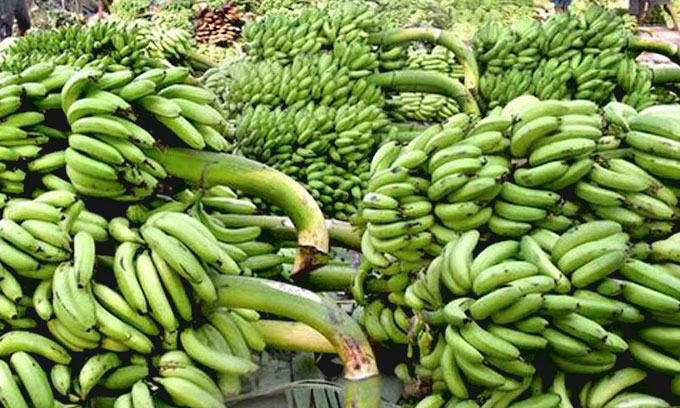 ගොවීන්ගේ කෙසෙල් මිලට ගන්න ආණ්ඩුවෙන් මුදල් ගොවීන්ගේ කෙසෙල් මිලට ගන්න ආණ්ඩුවෙන් මුදල්