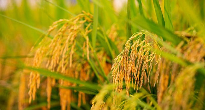 යල කන්නයේ වී අස්වනු මිලදී ගැනීම අදින් ඇරඹෙයි යල කන්නයේ වී අස්වනු මිලදී ගැනීම අදින් ඇරඹෙයි