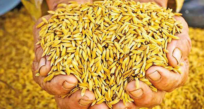 සහතික මිලක් යටතේ වී මිලදී ගැනීමට කැබිනට් අනුමැතිය සහතික මිලක් යටතේ වී මිලදී ගැනීමට කැබිනට් අනුමැතිය