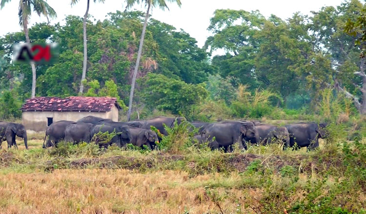 පොලොන්නරුව ප්රදේශයයේ වන අලින් ආහාර සොයා නිවාස කඩා බිද දමයි පොලොන්නරුව ප්රදේශයයේ වන අලින් ආහාර සොයා නිවාස කඩා බිද දමයි