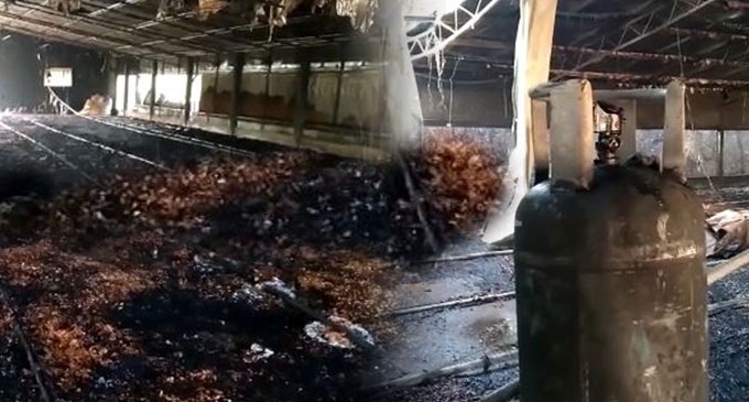 ගෑස් පිපිරීමකින් කුකුළන් 3,000ක් පමණ දැවී අළු වී යයි ගෑස් පිපිරීමකින් කුකුළන් 3,000ක් පමණ දැවී අළු වී යයි