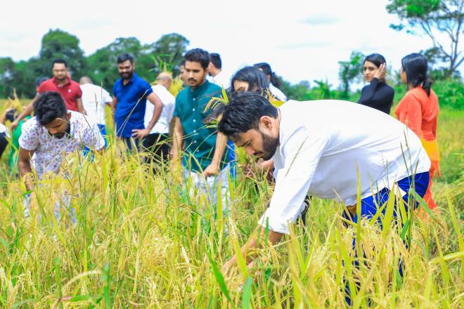 තම සේවකයින් වෙනුවෙන් Gflock වී අස්වනු නෙලයි තම සේවකයින් වෙනුවෙන් Gflock වී අස්වනු නෙලයි